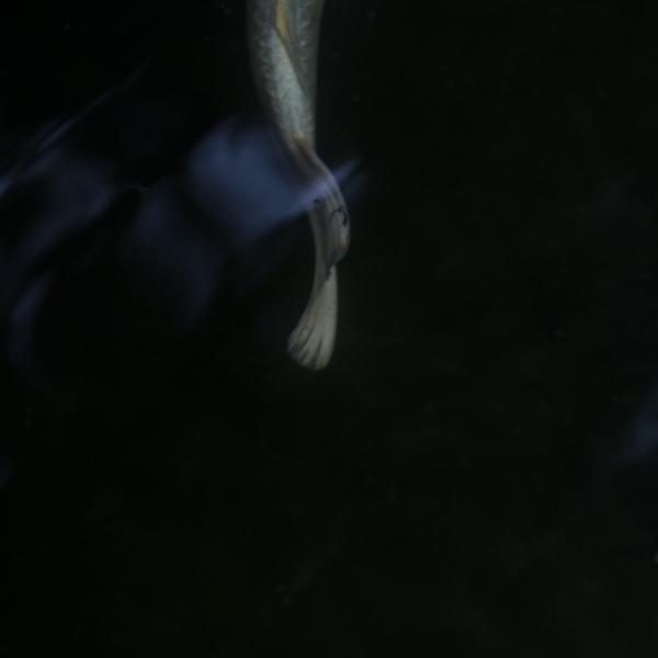 https://www.nelkshuhe.com/files/gimgs/27_fzj24179.jpg