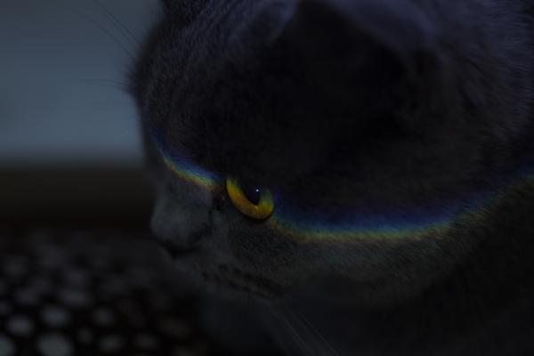 https://www.nelkshuhe.com/files/gimgs/27_fzj26705-.jpg
