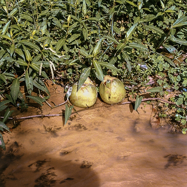 https://www.nelkshuhe.com/files/gimgs/47_2-0054.jpg