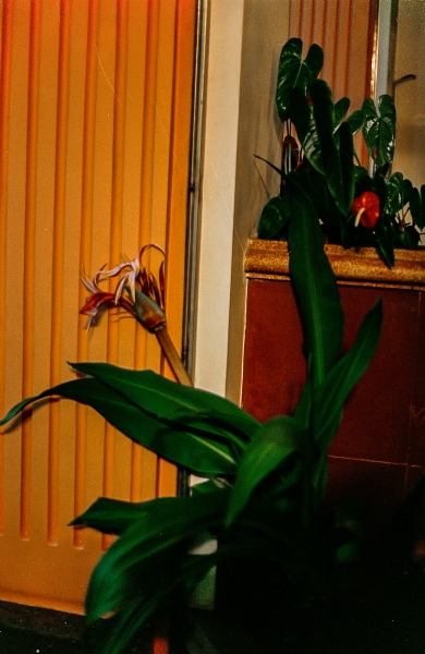 https://www.nelkshuhe.com/files/gimgs/47_6-0061.jpg