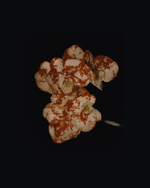 https://www.nelkshuhe.com/files/gimgs/94_0001.jpg