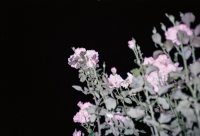 43_150812200030.jpg