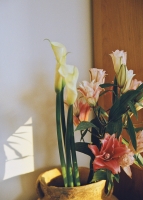 50_34234.jpg