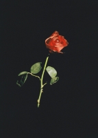 76_000.jpg