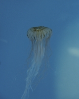 92_11444.jpg